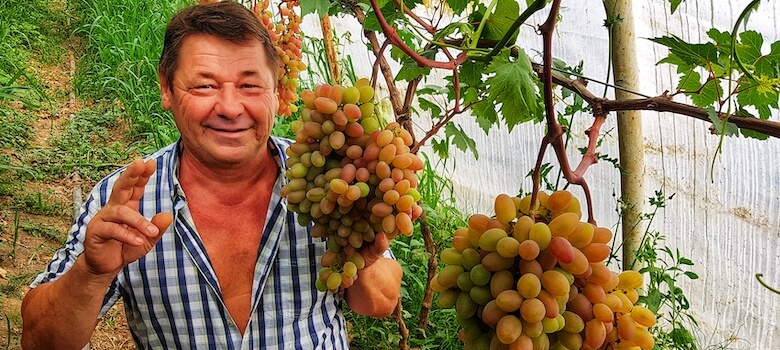 Magyarországon is népszerűek videói: Rebrik Borisz csepei csemegeszőlő-termelő